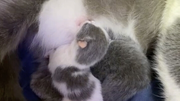 "Pick One, Get Three March"