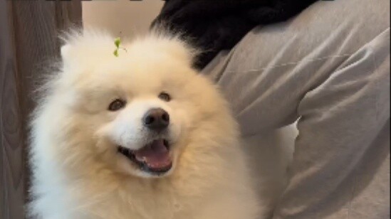 Duoduo: Kalau kau menyakitiku dengan mendudukiku, aku akan mengutukmu!