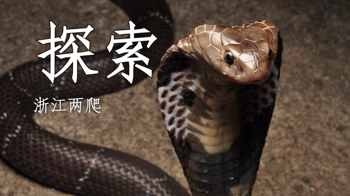 Cobras can actually spit venom! Deadly snakes of all kinds keep popping up.
