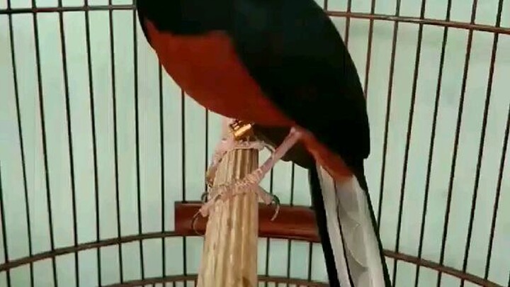 murai batu gacor mewah