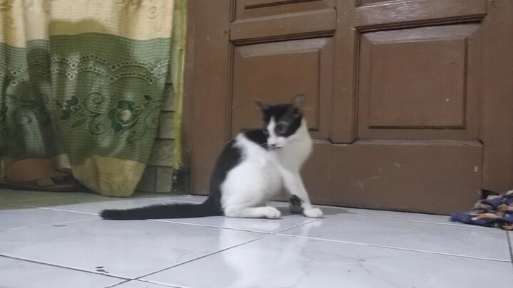 spincat