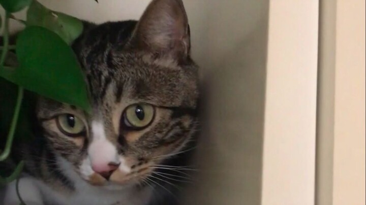 你说可爱不可爱