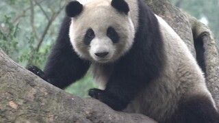 Animal | Panda Jixiao Was Awakened By The Tourists