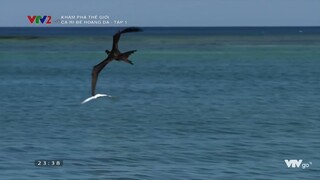 Thế Giới Động Vật VTV2 -- CA RI BÊ Hoang Dã Tập 1 -- Khám Phá Thế Giới