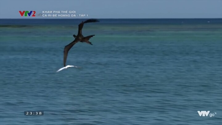 Thế Giới Động Vật VTV2 -- CA RI BÊ Hoang Dã Tập 1 -- Khám Phá Thế Giới