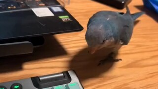 “Mengadopsi seekor burung kecil pasti sangat lucu”