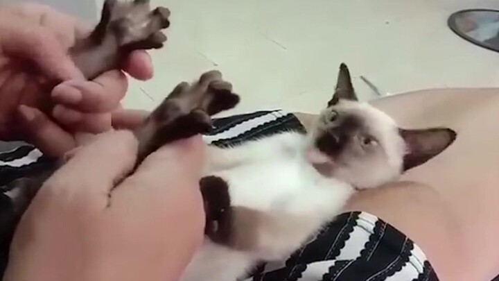 Cat: Stop it! Don't touch my magic switch again!