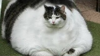 OMG So Cute Cats ♥ Best Funny Cat Videos 2020 #11