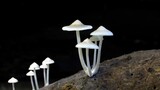 THE NATURE OF THINGS The Kingdom: How Fungi Made Our World (2018)