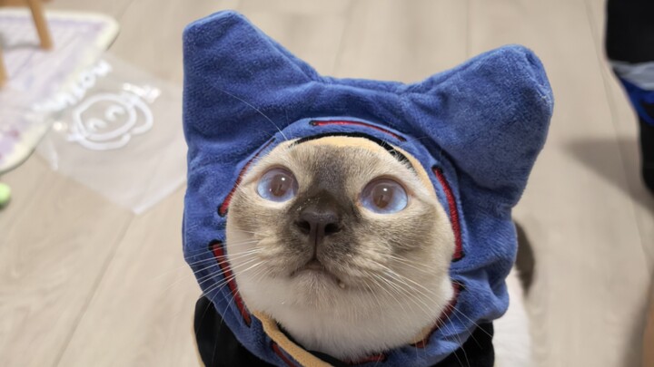 推猫车的第一天