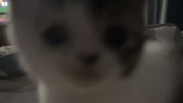 Hello, Little Maomi