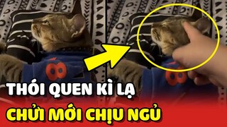 Chú mèo có thói quen KÌ LẠ: NGHE CHỬI mới NGỦ ĐƯỢC 😂 | Yêu Lu