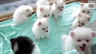 Cutes dogs | Cutest dog in the world | Cute dogs clips 2016