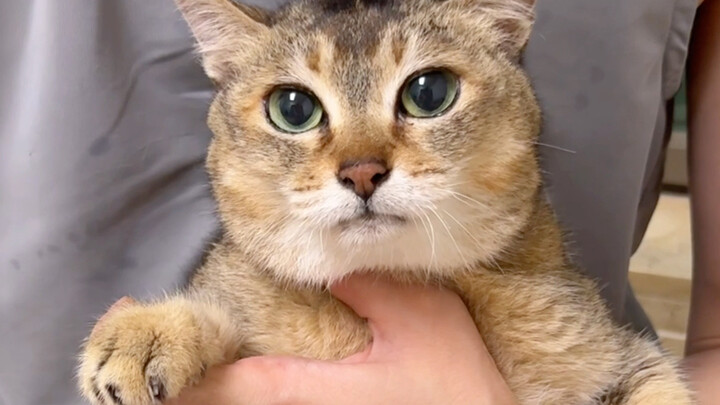 Sis Meow is actually really old?