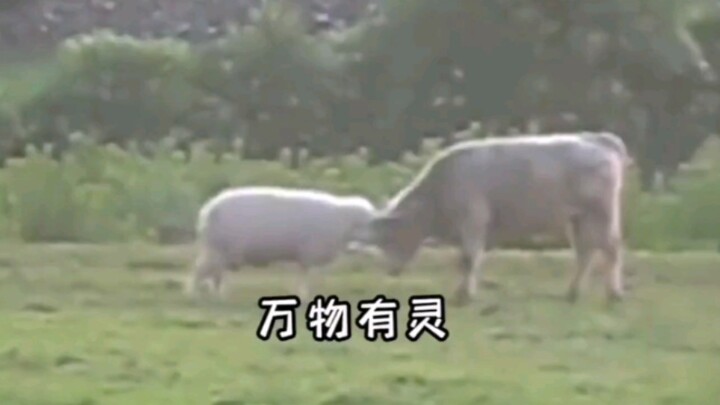 Segala sesuatu punya jiwa. Bukan berarti hewan tidak punya emosi, mereka hanya tidak bisa mengungkap