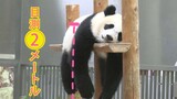A panda video