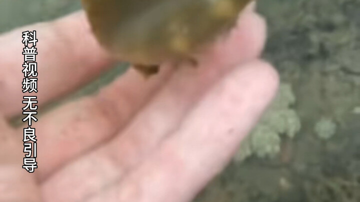 Don’t be fooled by your eyes! These 10 natural traps look gorgeous but are deadly—so beautiful, yet 