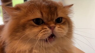 Normal cat gets angry vs. clip-on cat gets angry, hahaha