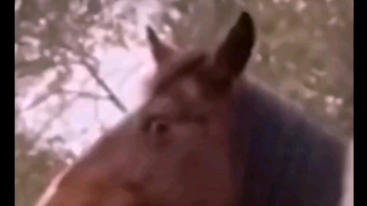 “Dalam pandangannya, kuda ini dipenuhi rasa takut”