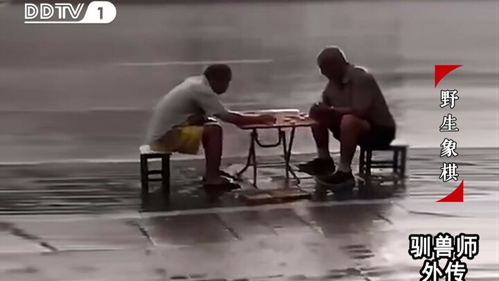 [Rare Footage of Humanity] Two Elderly Gentlemen Play Chess in the Rain—No Retreat!