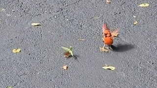 A netizen happened to encounter a standoff between a mantis and a redstart on the street... With som