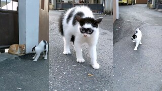 Cepat pergi, si oranye besar, kucing ini memakai topeng dan tidak bisa dikalahkan
