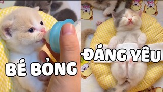 Các cách để có được thật nhiều mèo Ragdoll không hề giả trân 🤣 | Pets TV