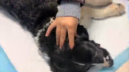 กลางดึก สุนัขกู้ภัยถูกวางยาพิษแล้วถูกทิ้งไว้ในกองหิมะ เมื่อมาถึงที่เกิดเหตุและได้เห็นสุนัข...