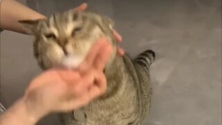 Kucing: "Jangan dipaksa! Pesan air saja!"