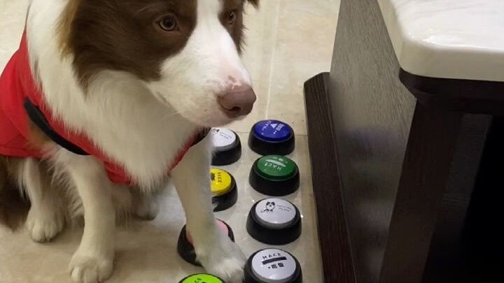 ขำตาย ปอกช้าหน่อยยังโดนด่าอีก d~^_^