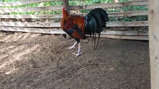Panimula..