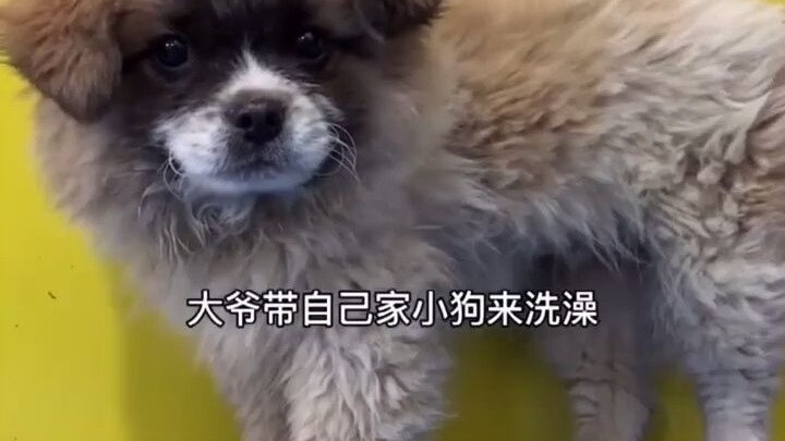 Old Man Doesn’t Recognize His Dog After a Bath!