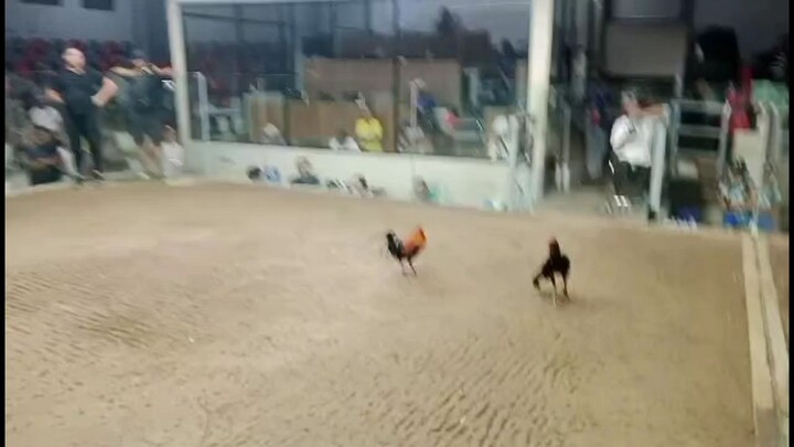 binabae wins 1