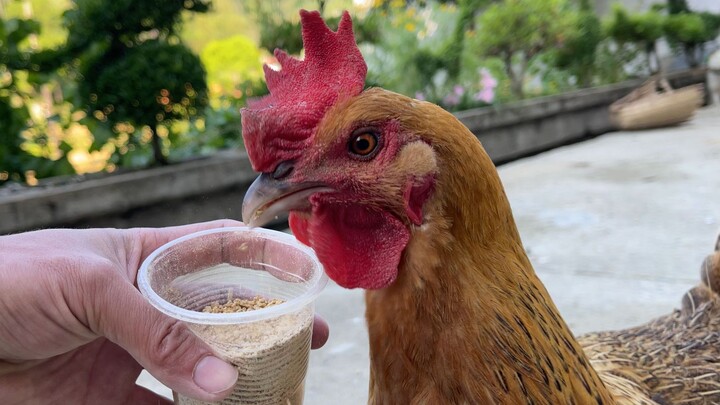 Ayam betina kembali bertelur, sementara si bebek kecil menyusuri dunia mencari induknya