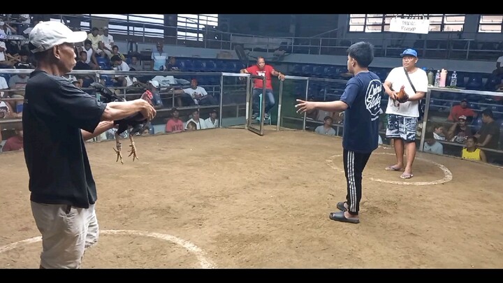 2x winner gull 2nd fight unscratched Para champion 2hits