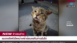แมวจรจัดหัวโตหน้าเศร้าอ้อนขอกินข้าวมันไก่