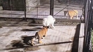 Sebenarnya sama-sama dari keluarga kucing, mengapa harus terburu-buru saling bertengkar?