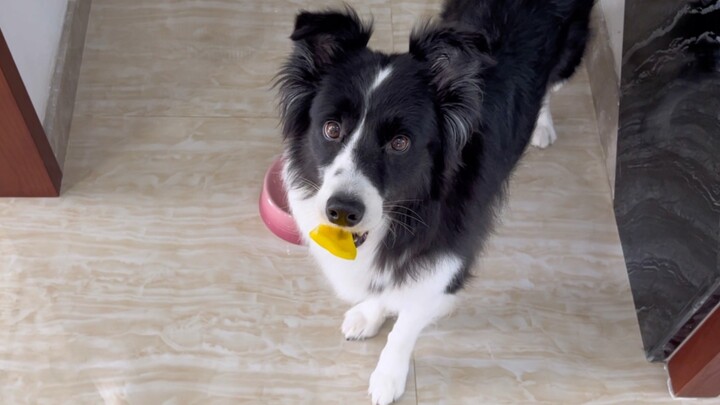 Secretly change your puppy's snacks and see how he reacts