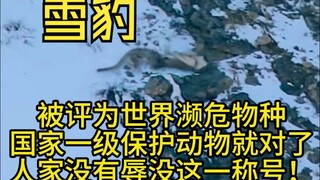 难怪雪豹这么少，吃顿饭都有可能送条命！！！
