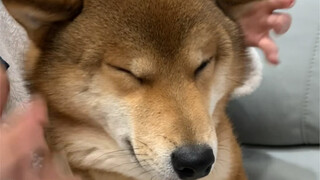 ابني الكبير الطيب (أنا أوبخك لأنني أحبك، فلماذا لا أوبخ الأطفال الآخرين؟)