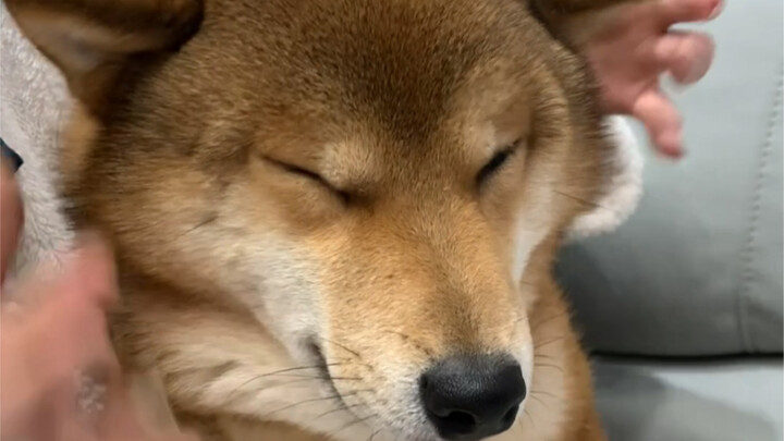 妈妈的好大儿（我骂你是爱你 我怎么不骂别的小孩呢）