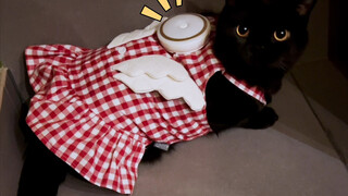 Ever since I replaced the voice-controlled little skirt lamp with the "Painful Gel Lamp," I discover