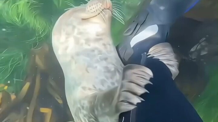 สิ่งมีชีวิตใต้ทะเลที่ส่งเสียงตลก