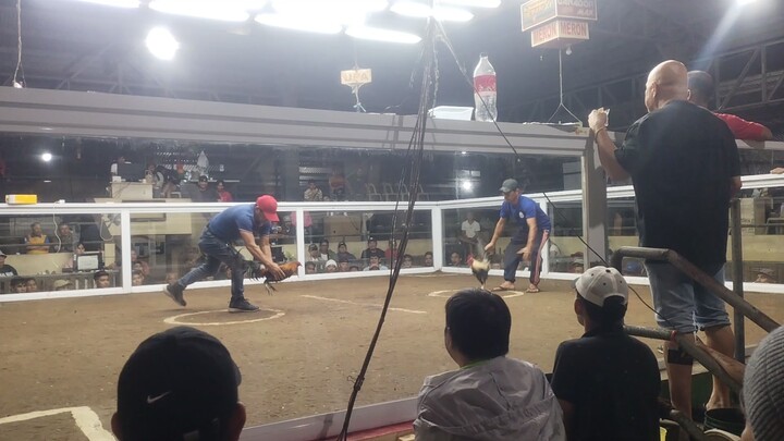 Tony'sgrey X elgamma,1st win 2hitsDervy champion