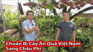 Chọn giống cây Ăn quả đưa Sang Châu Phi|| 2Q vlogs cuộc sống châu phi