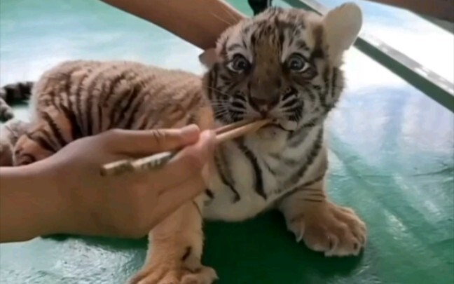 Anak harimau yang baru saja disapih dan belajar makan daging.