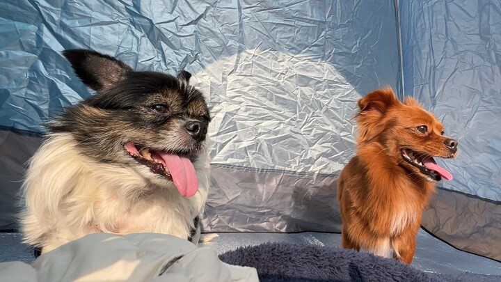 Trời đẹp, cùng cún cưng phơi nắng tí nào [ngượng] Hôm qua mới mua hai bé chuột hamster vàng, mong sớ