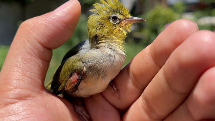 After getting injured, the little bird, fearing it might be abandoned, snuggles up to its owner’s ne