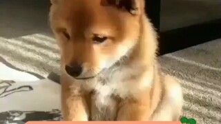 Aktivitas batin anjing, mungkin lebih baik aku berpura-pura saja