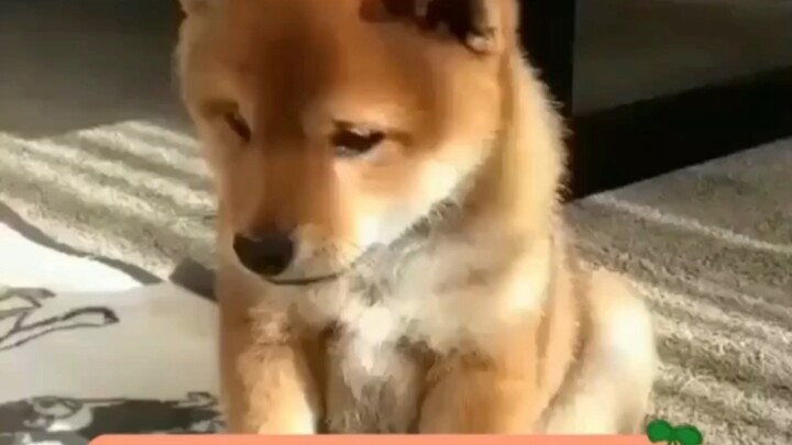 The dog's inner thoughts: Should I just stop pretending?